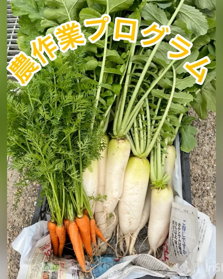 snapwidget