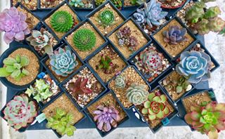 療癒人心 #多肉植物 #succulents #yolo #instagood #instalike #photooftheday#picoftheday #tagforlike  #love #cute #like #beautiful