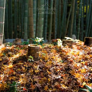 Kouyou at Enkou Ji 圓光寺紅葉.#stealingdaylight  #kyoto#enkouji #enkoji #kouyou #momiji #redleaves #autumn #japan #japantravel #japanesegarden #vscoca...