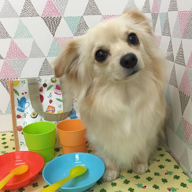 さくらちゃん 少しブレてますが可愛く撮れました ココちゃん 元気いっぱいでたくさん甘えてくれました ペコちゃん ケージの中では大人しく待ってくれていました 桃坂動物クリニック トリミング Mix プードル ヨーキー Snapwidget