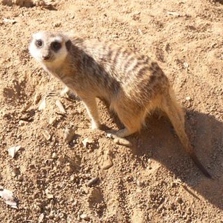 Hakuna matata !! #naturephotography#naturelovers #nature #voyage #travel #widlife #wildlifephotography #roilion #animaux #animal #africa #afrique #afr...