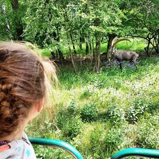 Op zoek naar de Big Five van Europa, maar dan vanuit onze safari car. Onder andere de steenbok, poolvos en bruine beer #safari #visitardenne #grottenv...