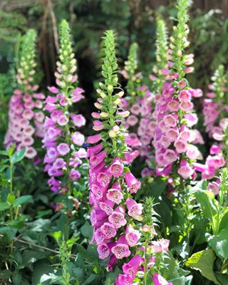 A big fan of these beauties- here’s a close up. Foxgloves are a must have in my cottage garden. What is your fav or one of your favs? #foxglove #foxgl...