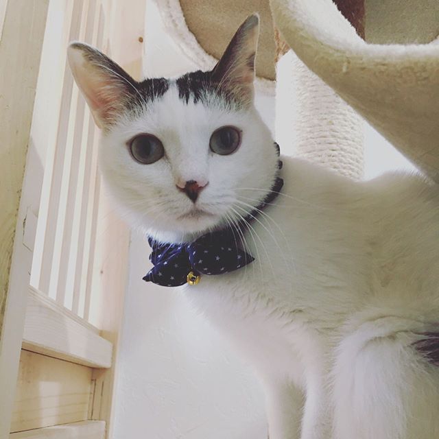 まるで自宅のような猫専門ペットホテル ねこべや名古屋 今回お泊りにきてくれた マルコ君です たくさん遊んでくれました また遊びに来てね 猫 ねこ ねこ部 にゃんすたぐらむ にゃんこ 子猫 にゃんだふるらいふ ふわもこ部 保護猫 ねこあつめ