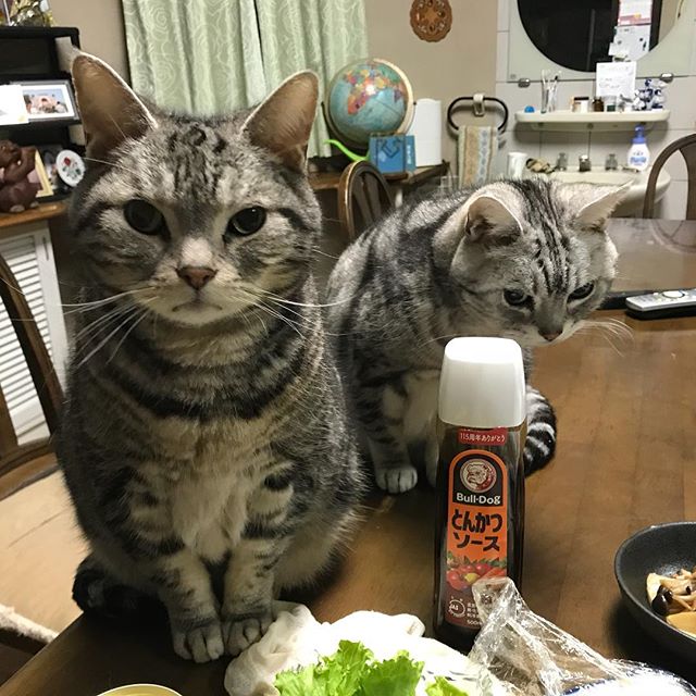 アメショー】食事の邪魔をする猫。 〜魚を食べてると必ず寄ってくる 